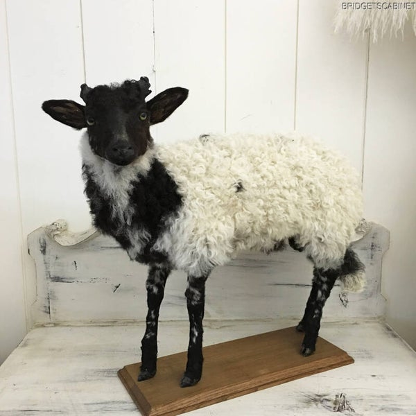1930s French Taxidermy Sheep Mounted