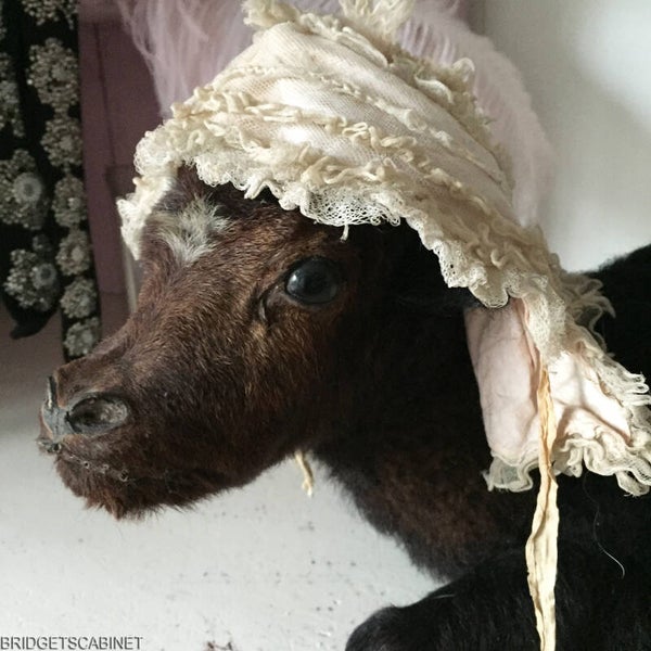 Vintage Taxidermy Calf
