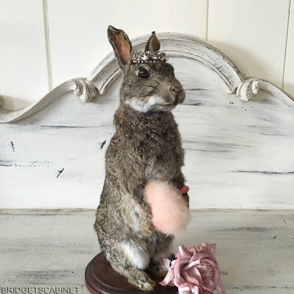 Taxidermy Rabbit