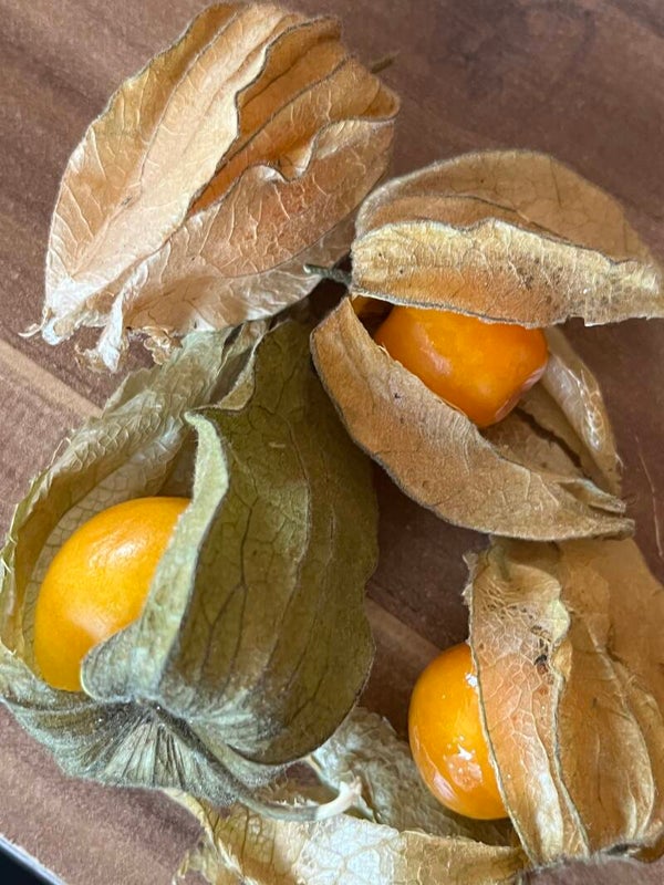 Physalis Beeren 125 g in Pappschale ...... Lieferbar Mitte September