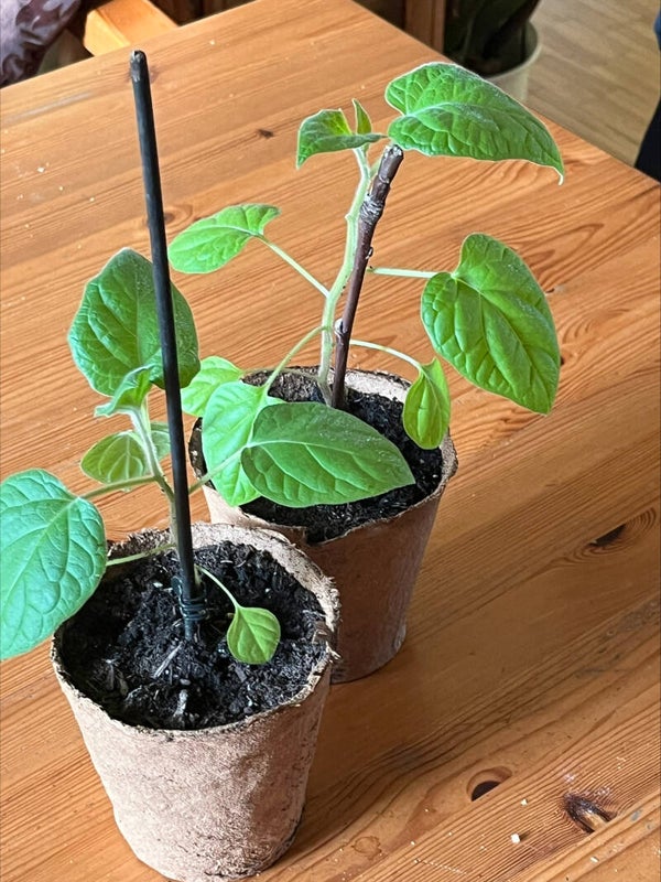 Physalis peruviana Peter´s Beste    ......  ab Mitte April bis Anfang Mai