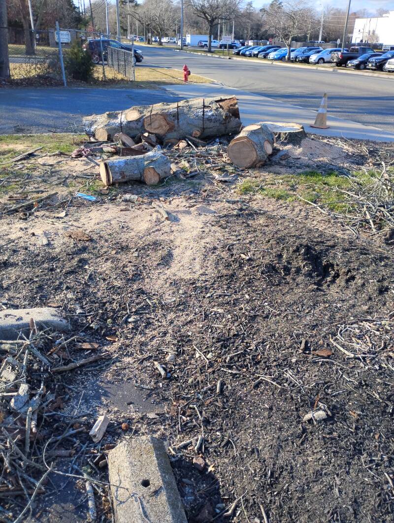 Tree Removal Vineland NJ 