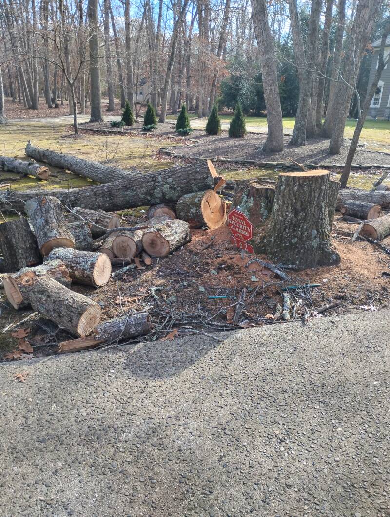 Tree Removal Buena NJ 