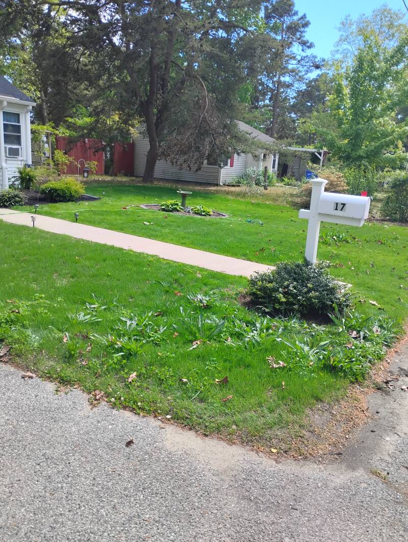 Lawn Installation Tall Fescue Blend Seed Millville NJ 