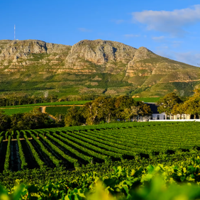 Hiking and cycling in Constantia Greenbelt with Table Mountain in the background