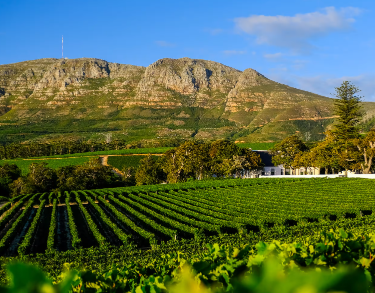 Hiking and cycling in Constantia Greenbelt with Table Mountain in the background