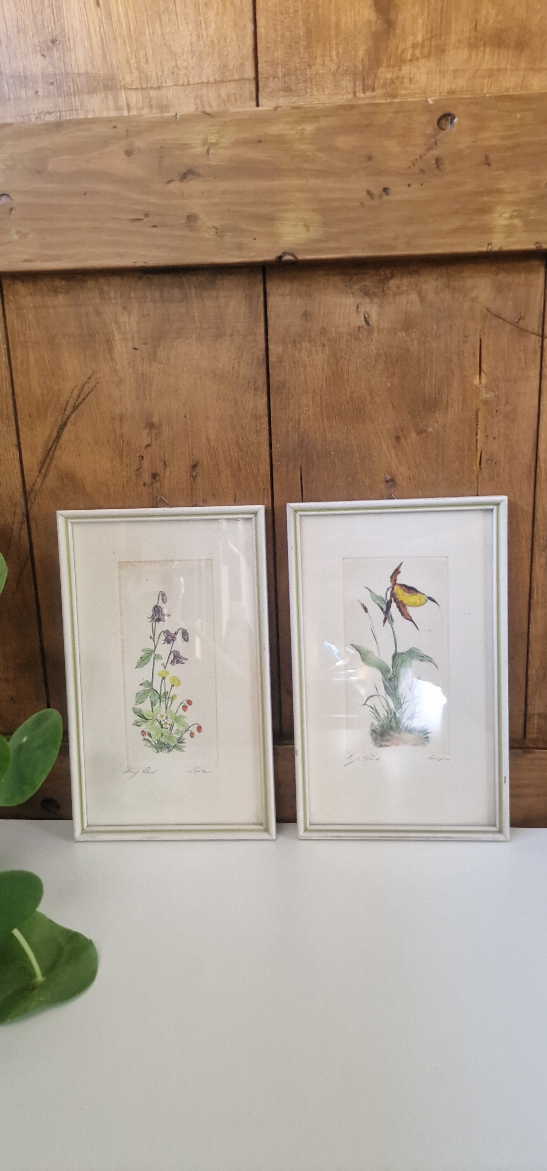 Set vintage lijstjes - botanische tekeningen