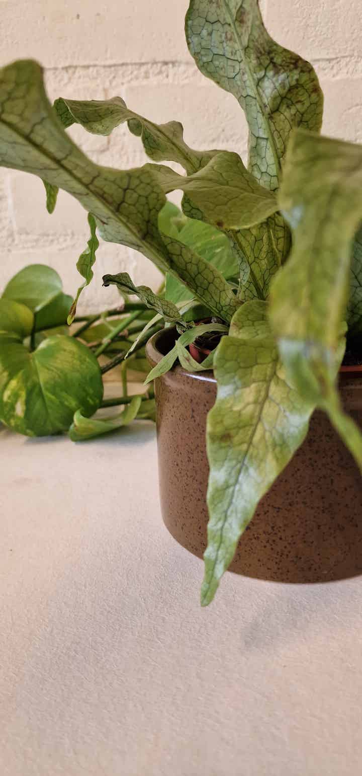 Vintage bloempot, bruin