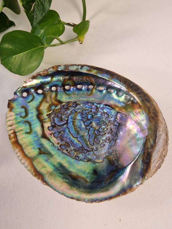 Prachtige Abalone Schelp - Paua Schelp