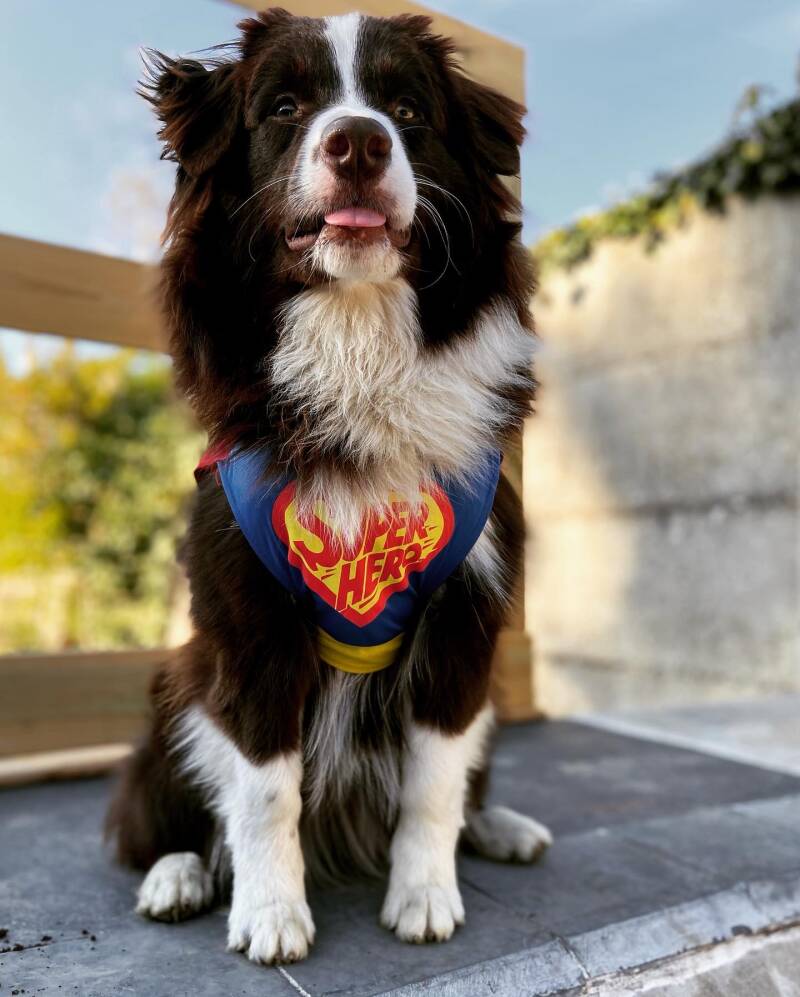 warming-up cooling down hong dog