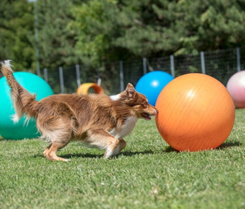 Treibball training drijven