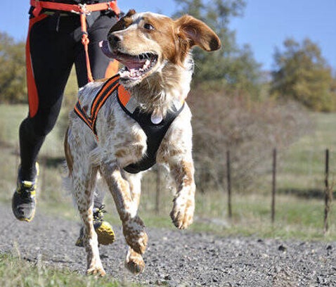 Canicross training
