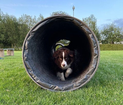 Agility training