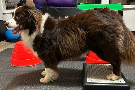 fitness body & balance hond training