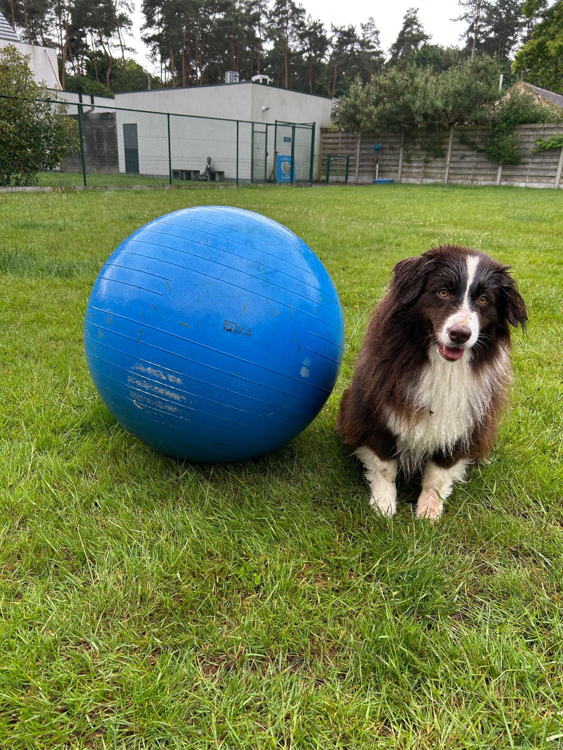 Treibball training drijven