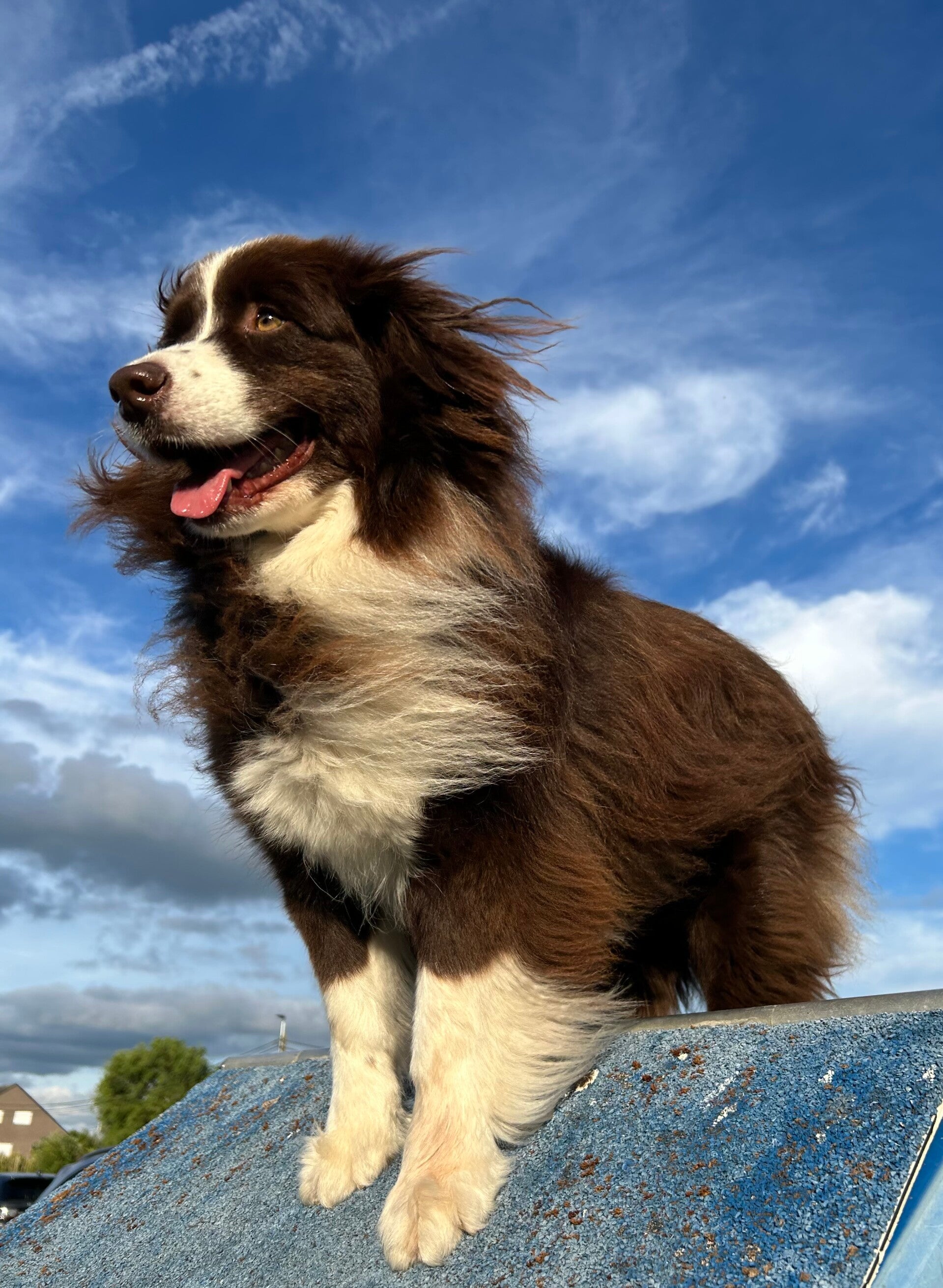 Agility training