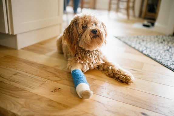 Blessureherstel blessure herstel training hond