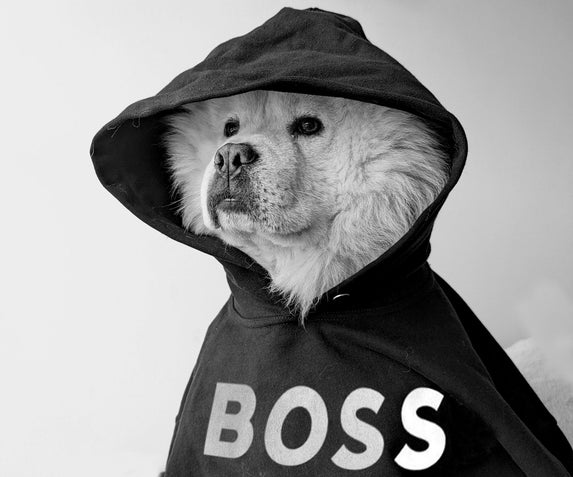 100% fit en gezond met jouw hond