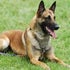 Honden