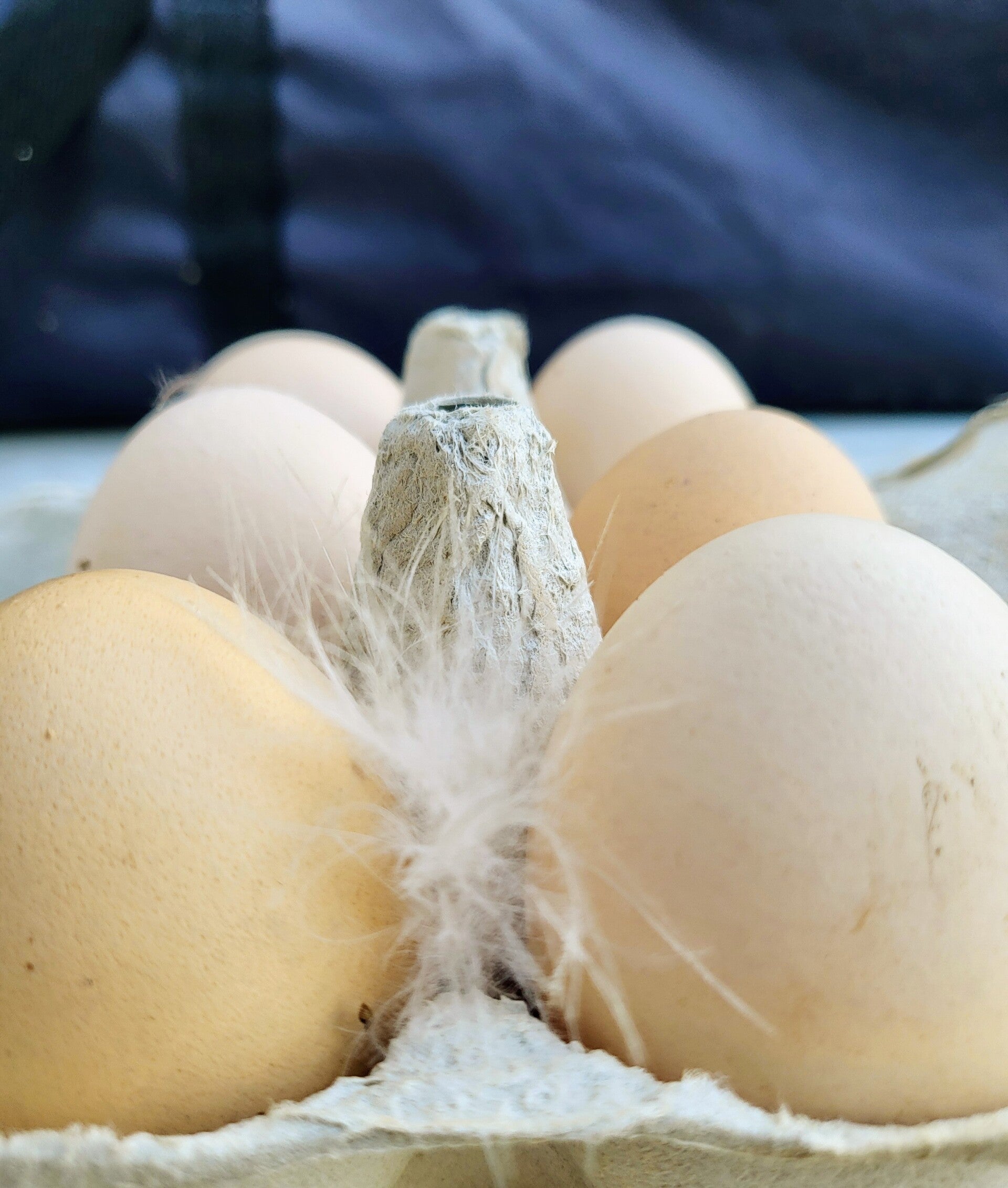 🥚 Œufs frais de poules élevées en plein air vendu par 6