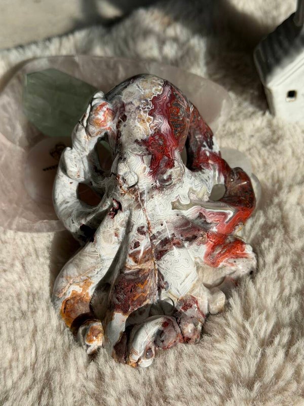 Mexicaanse agaat octopus