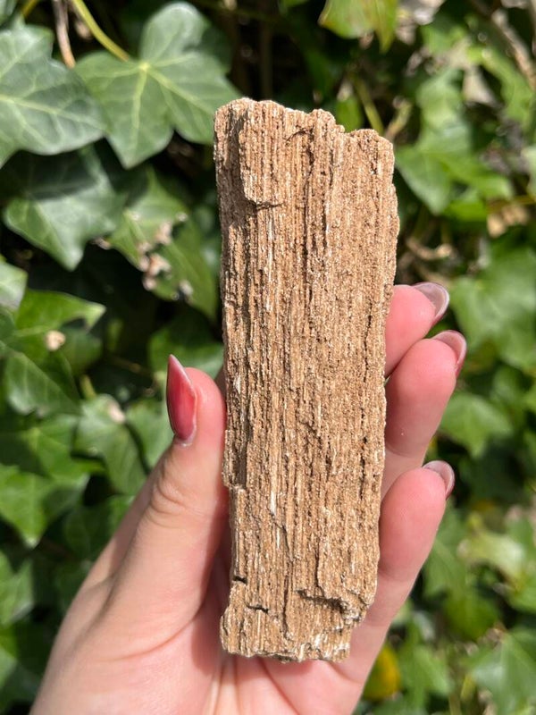 Versteend hout met kristallen