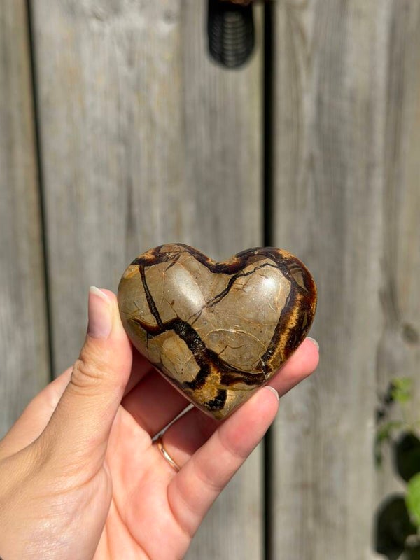 Septarie hart