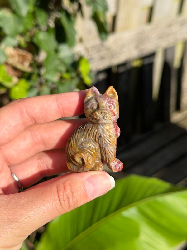 Oceaan jaspis kat