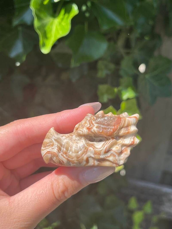 Drakenhoofd chocolade calciet