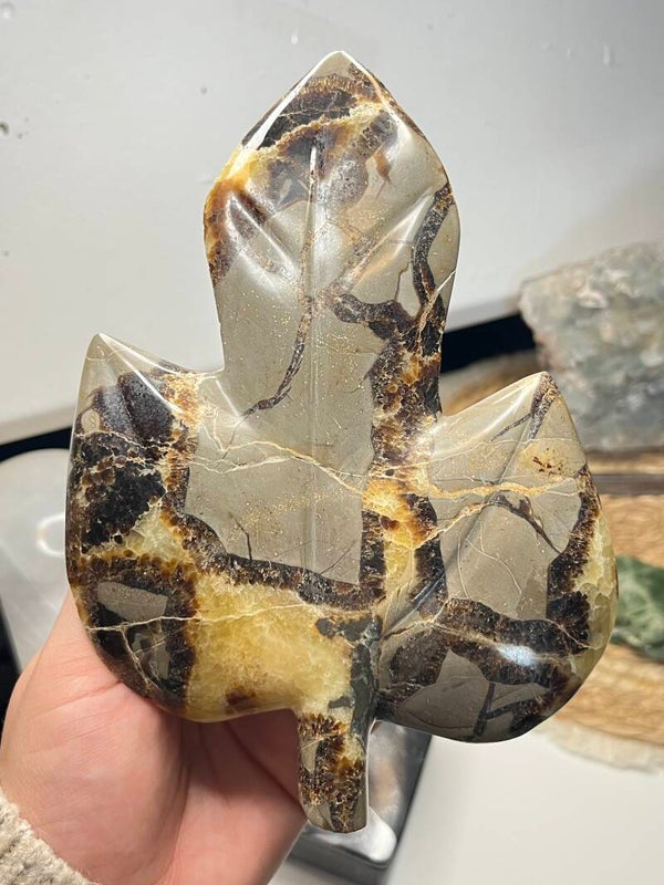 Septarie blad