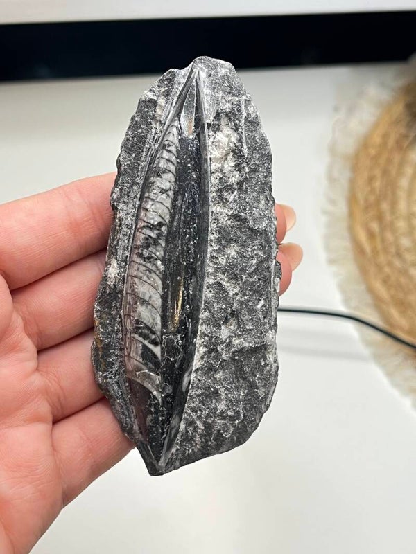 Orthoceras