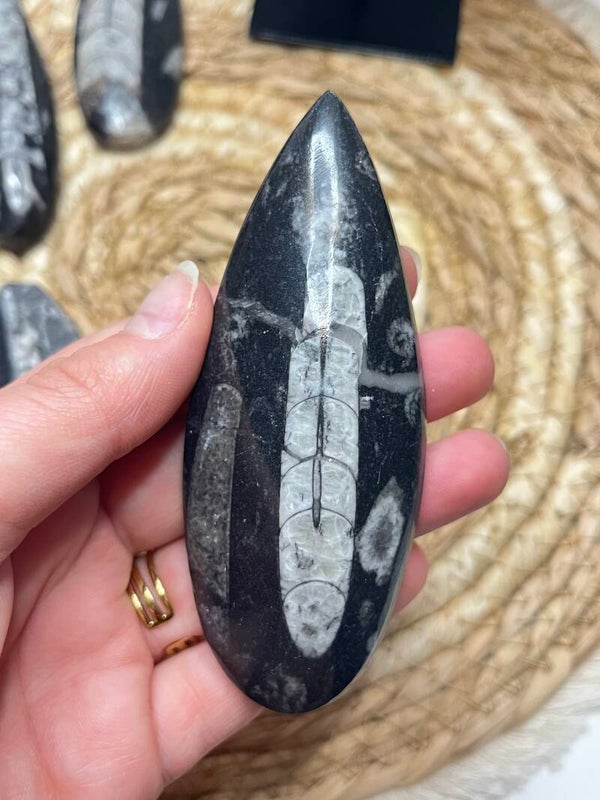 Orthoceras