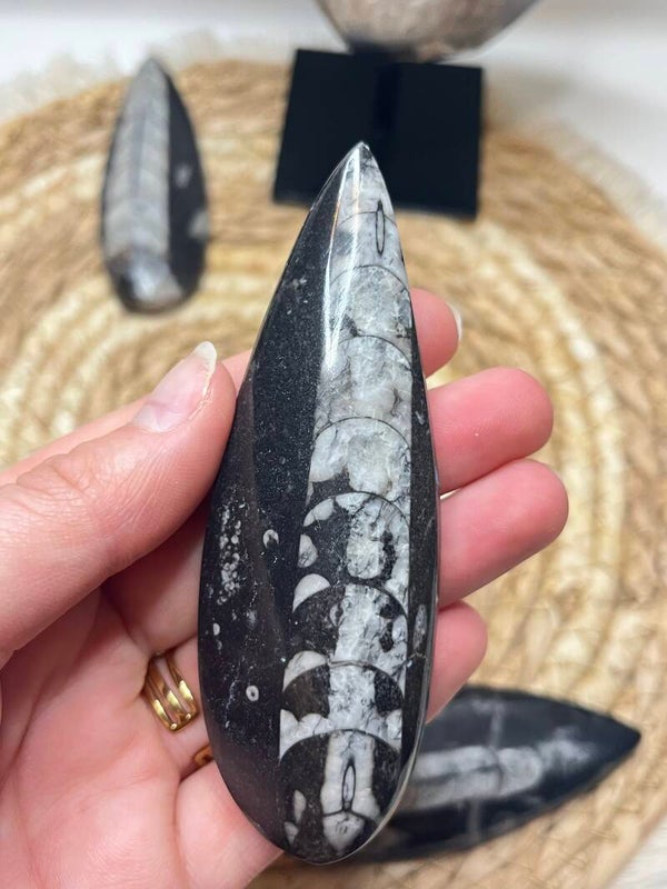 Orthoceras