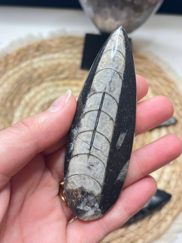 Orthoceras