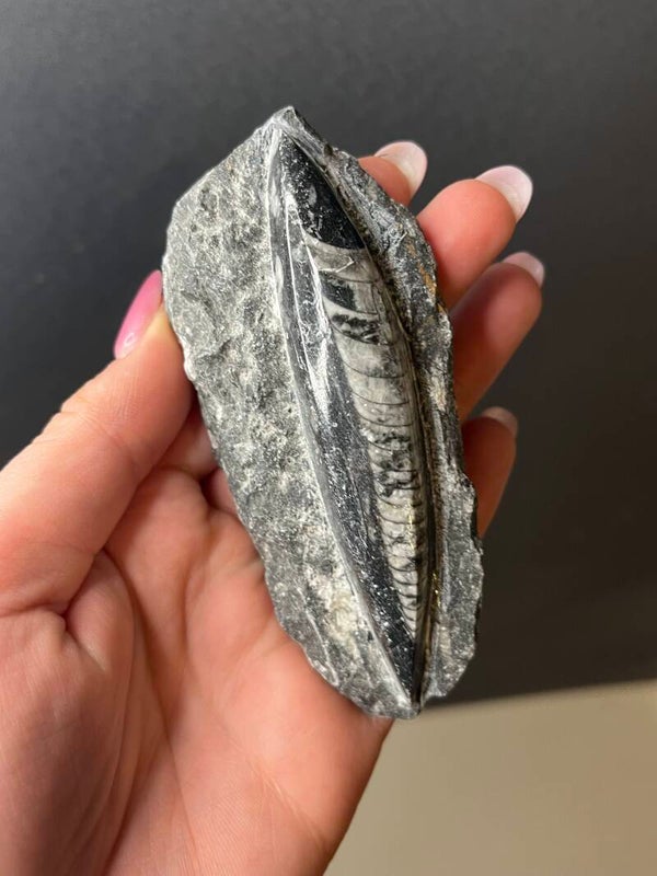 Orthoceras