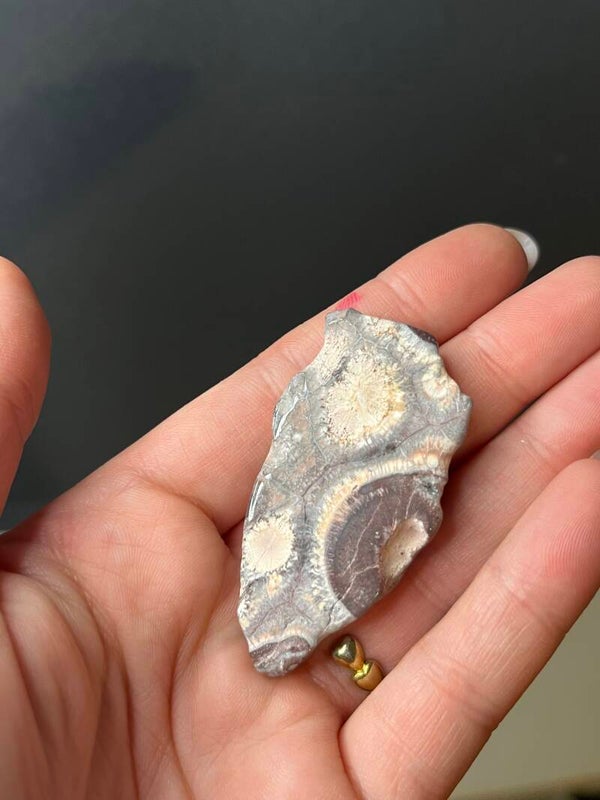 turritella agaat