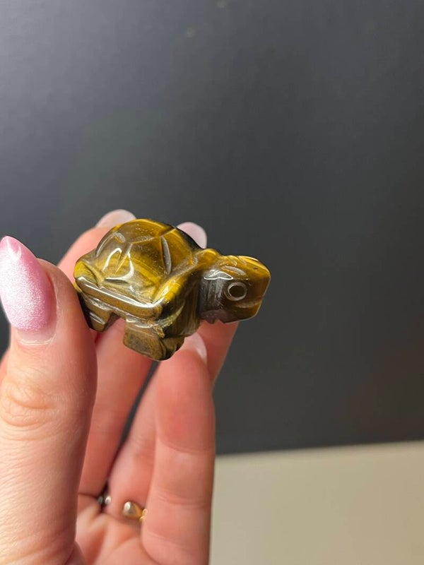 Tijgeroog schildpad