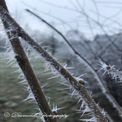 img_0311-standard-g0579r.jpg