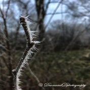 img_0320-standard-whjevj.jpg