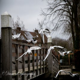 lq5a0573-standard-oyvkop.jpg