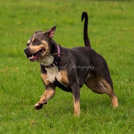 lq5a2719-hond-perfect-standard.jpg