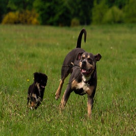 lq5a2724-hond-super-standard.jpg