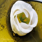 lq5a5036-standard.jpg