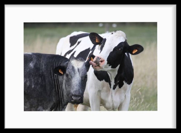 Cows Love By Art Mossant