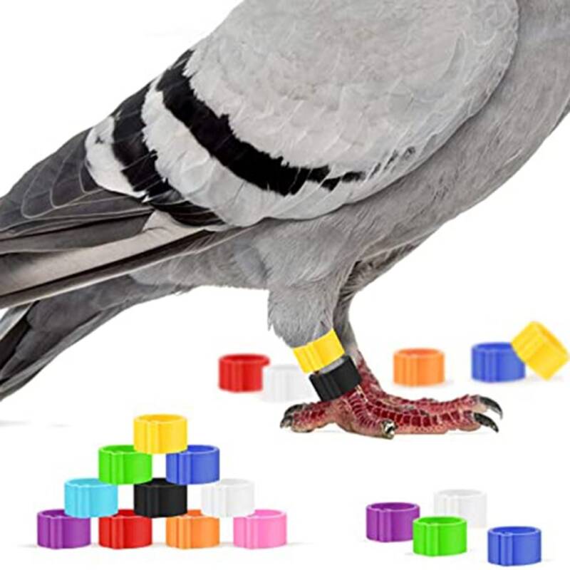 Ringen Duiven 2026 (grijs) leden België