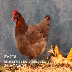 marans-blauw-goudhalzig-standard.png