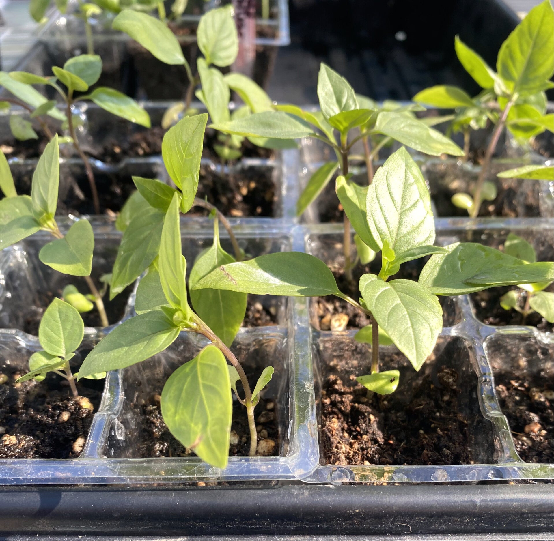 Basil Thai Starts (local pick up only)