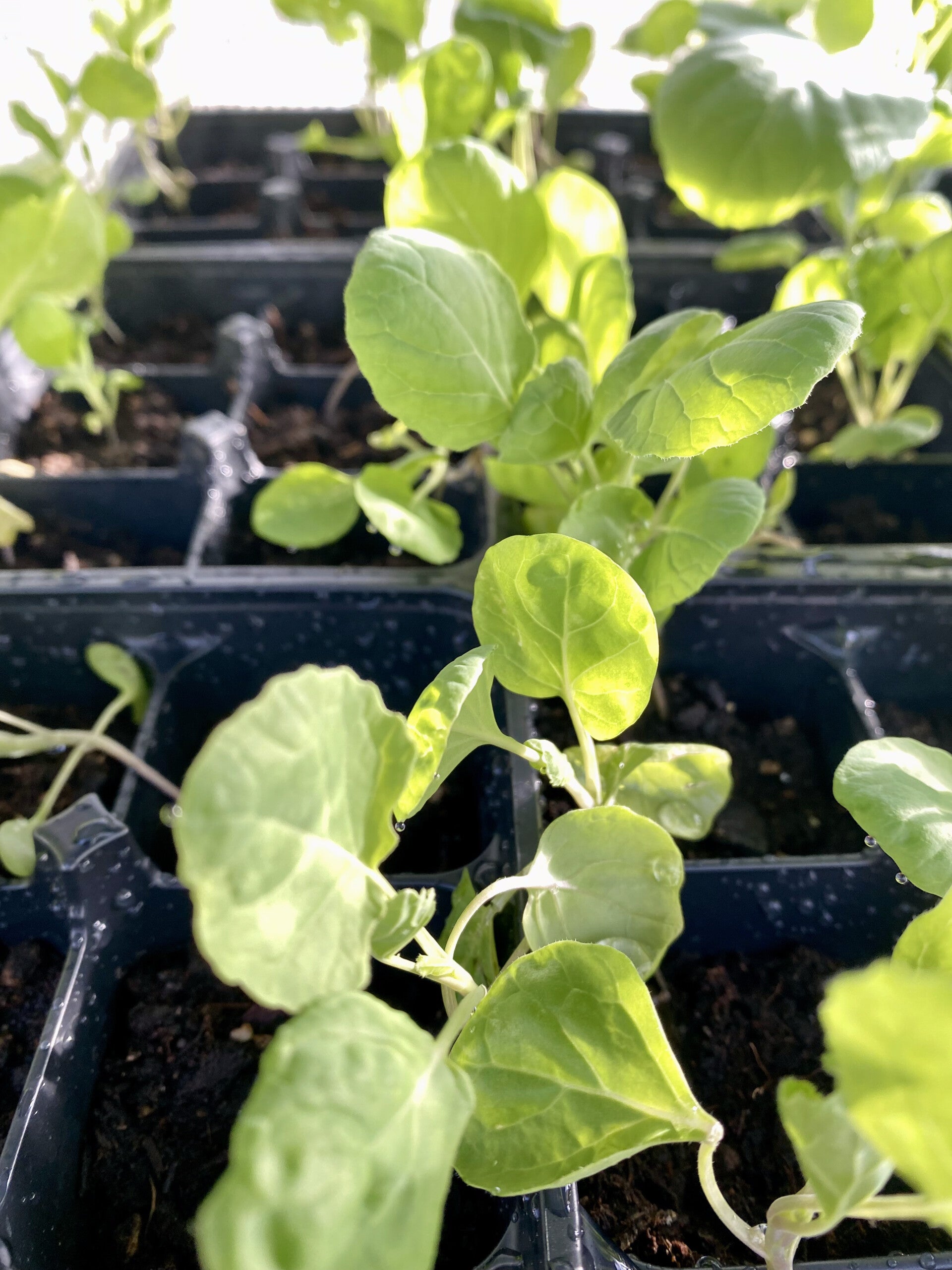 Brussel Sprouts Catskill  6pk (local pick up only)