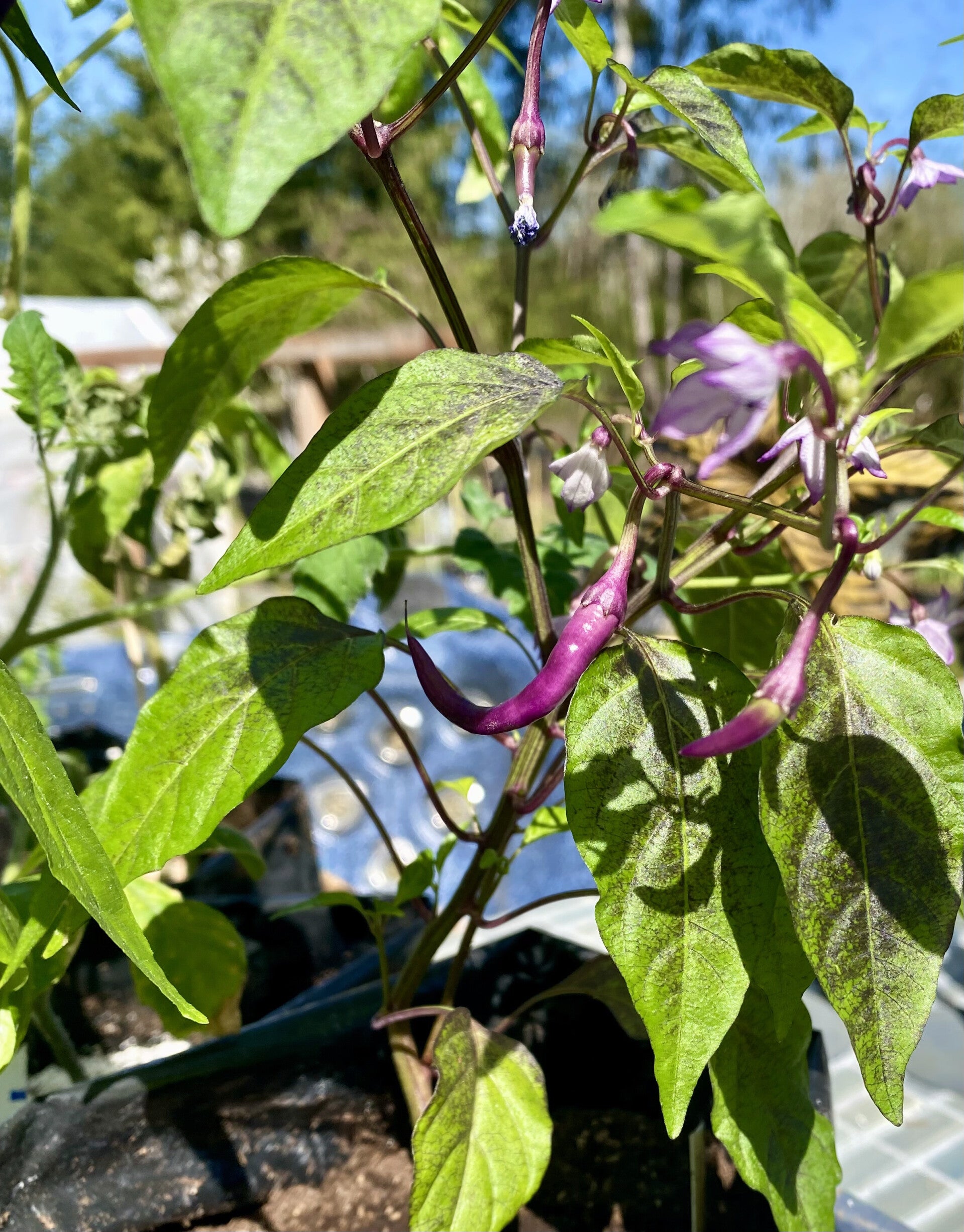 Buena Mulata Pepper Plant 1 gallon size (local pick only)