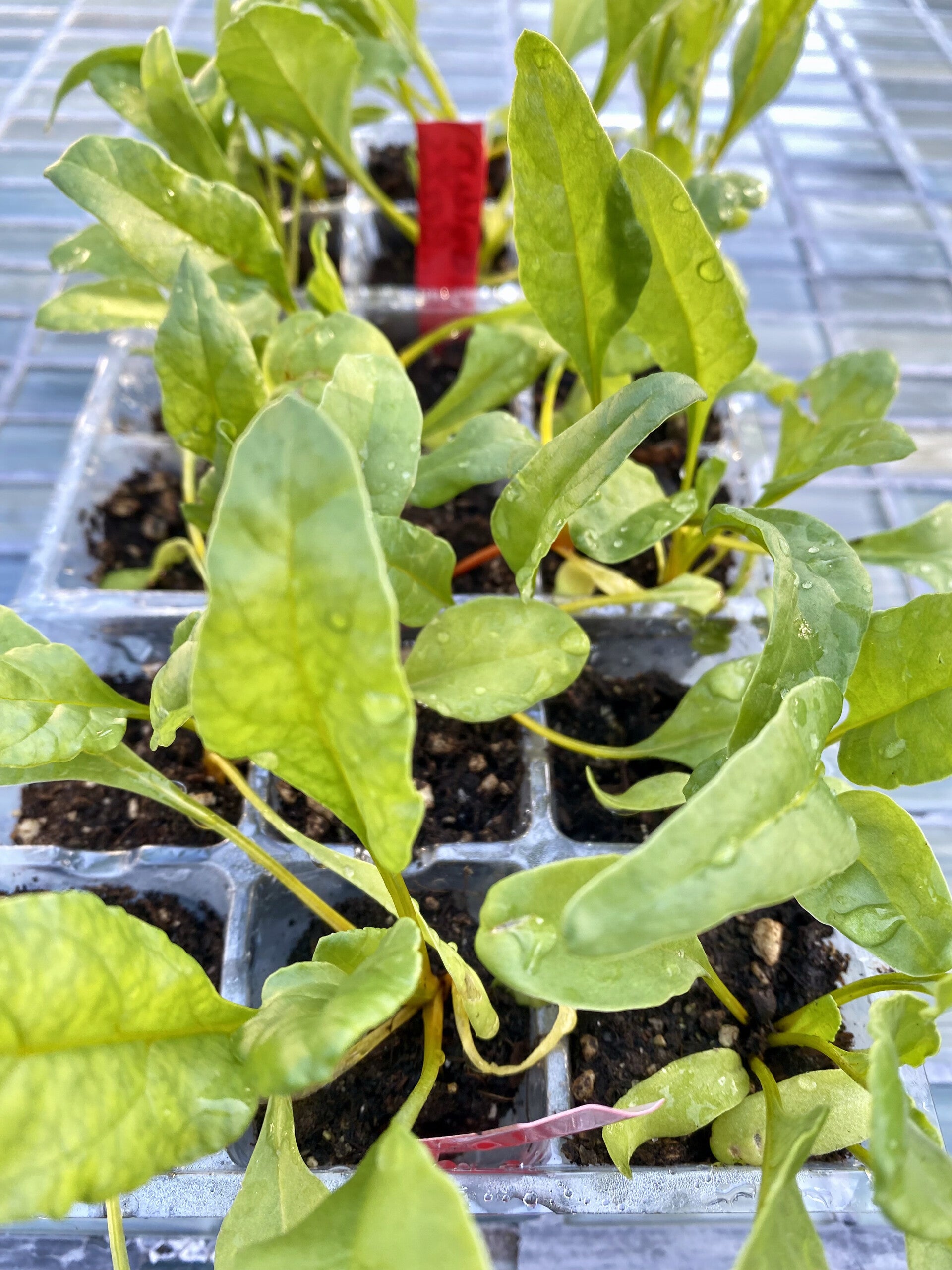 Beets Golden Starts (6 pk local pick up only)